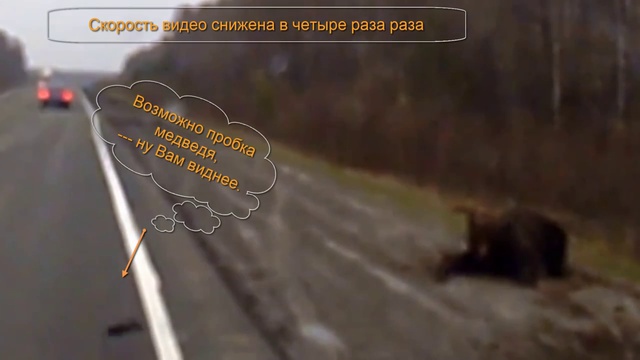 Медведь переходит дорогу и сбит автомобилем встает и бежит дальше смотреть онлайн