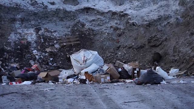 Лиса, Песец и Росомаха смотреть онлайн