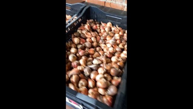 ЛУКОВИЦЫ ТЮЛЬПАНОВ ДЛЯ ВАС.. смотреть онлайн