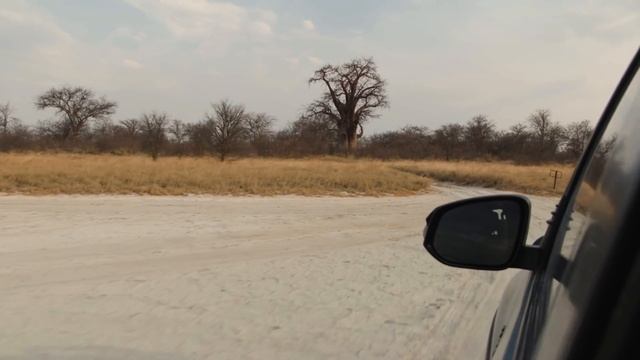 Ep6 Baobabs of Botswana. Camping at Khubu Island & Baines Baobabs Roam Overlanding смотреть онлайн