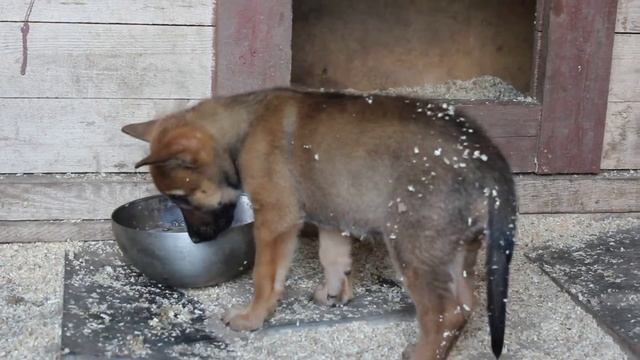Wolfriend Wolfdog - Волкособ 1ого поколения Волк + Малинуа. смотреть онлайн