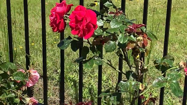 Our Home Rose garden - Spring 2019 смотреть онлайн