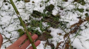 Осеннее черенкование шиповника. Размножение шиповника черенками. Эксперимент.