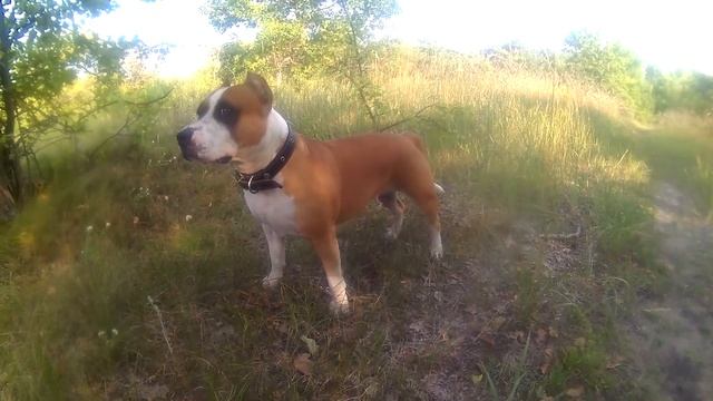 СТАФФОРД ПРОТИВ СТАИ ДВОРНЯГ смотреть онлайн