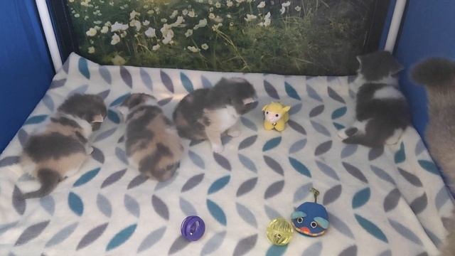 Британские котята в возрасте 20 дней (Litter- H3) смотреть онлайн