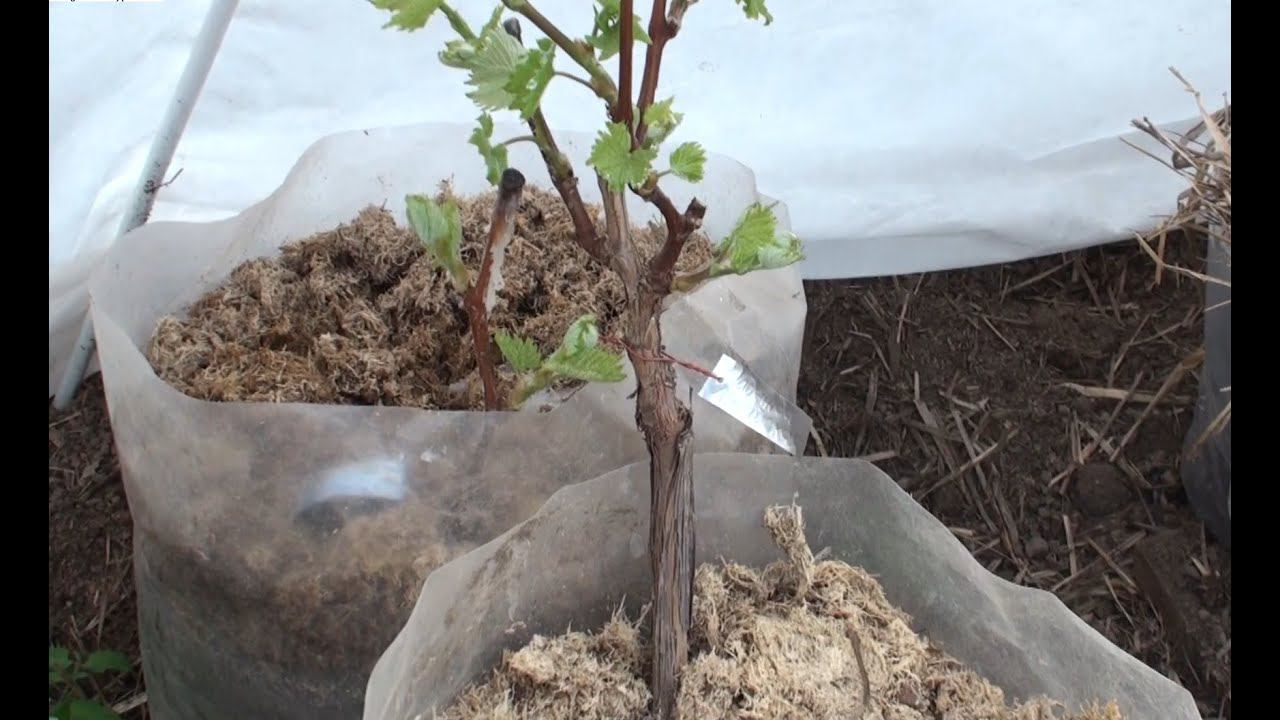 Контейнеры с саженцами винограда в теплице на 21 04 2015 смотреть онлайн