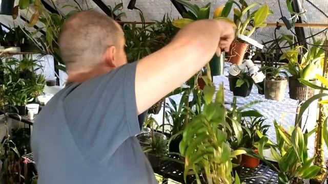 Orchid Care: Reblooming Dendrobium nobile Orchids & Dendrobium keiki's - A story of two Brothers смотреть онлайн