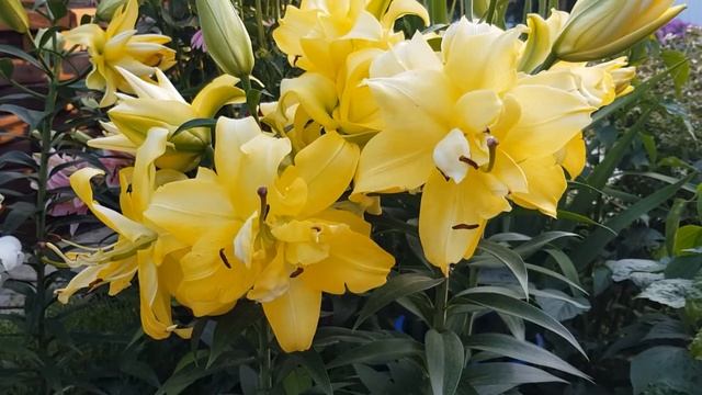 Царица сада. Лилии в цвету какое чудо смотреть онлайн