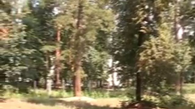 Каждому дереву -- свой паспорт смотреть онлайн