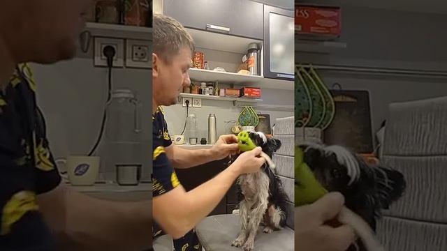 КРУТОЙ НАМОРДНИК ДЛЯ СОБАКИ! #shorts #СОБАКА #dog#Веном смотреть онлайн