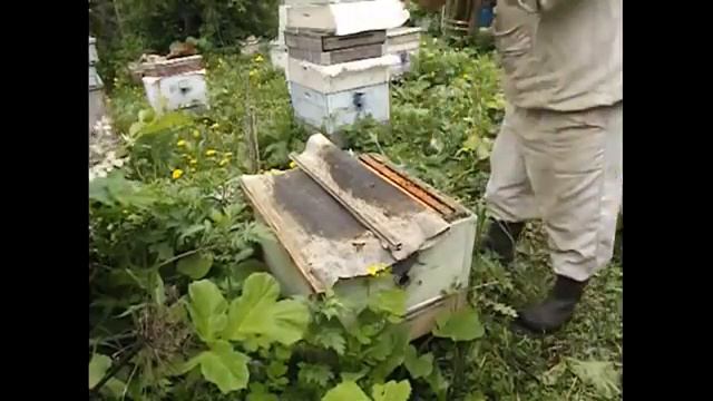 злые пчелы на пасеке - как с ними лучше работать и почему, советы основанные на практике смотреть онлайн