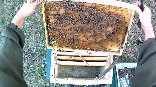 Вывод маток. Прививка личинок китайским шпателем. смотреть онлайн