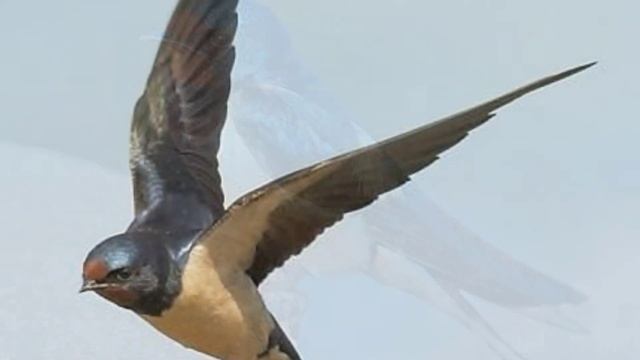 От астмы. смотреть онлайн