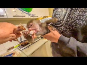 Люся приехала домой из Детского сада и всем УСТРОИЛА ПОЛНЫЙ ГЕМБЕЛЬ!