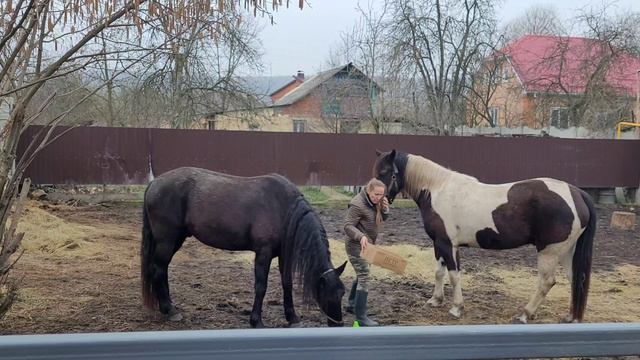 Лошади смотреть онлайн