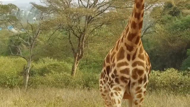 True Facts: The Wacky Giraffe смотреть онлайн