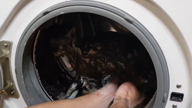 Британка кошка в стиральной машине смотреть онлайн