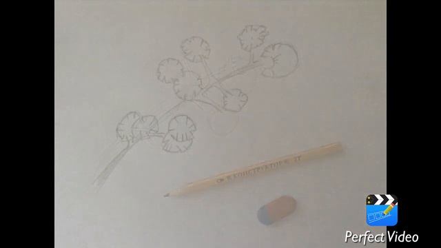 как нарисовать мимозу смотреть онлайн