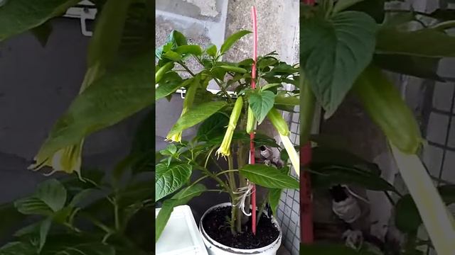 Моя бругмансия 12 октября смотреть онлайн