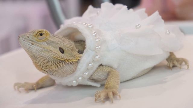 behind the lizzard wedding смотреть онлайн