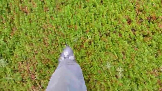 Зеленое покрывало тундры, Кольский полуостров смотреть онлайн