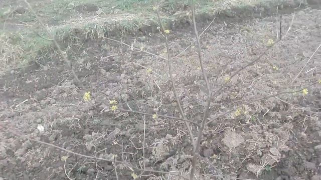 ЗАЦВЕЛ КИЗИЛ !!! /// (лат. Córnus mas) /// Весна пришла :)))) смотреть онлайн