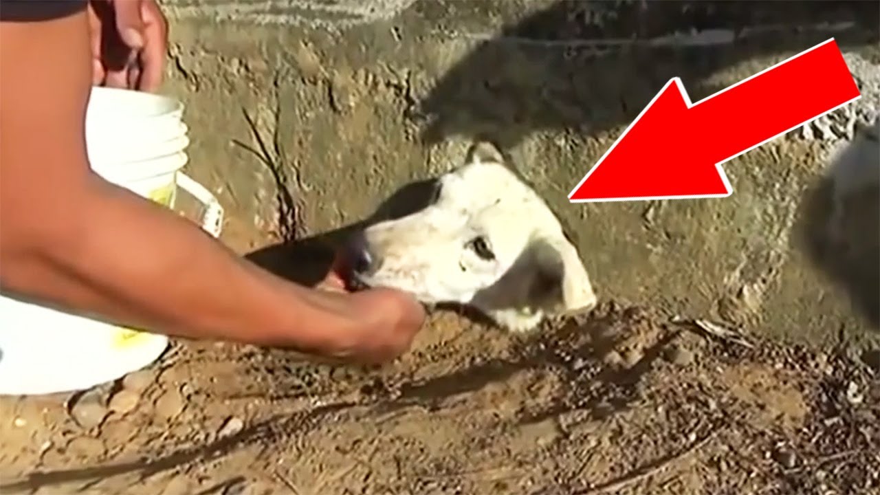 10 Животных, которым нереально повезло смотреть онлайн