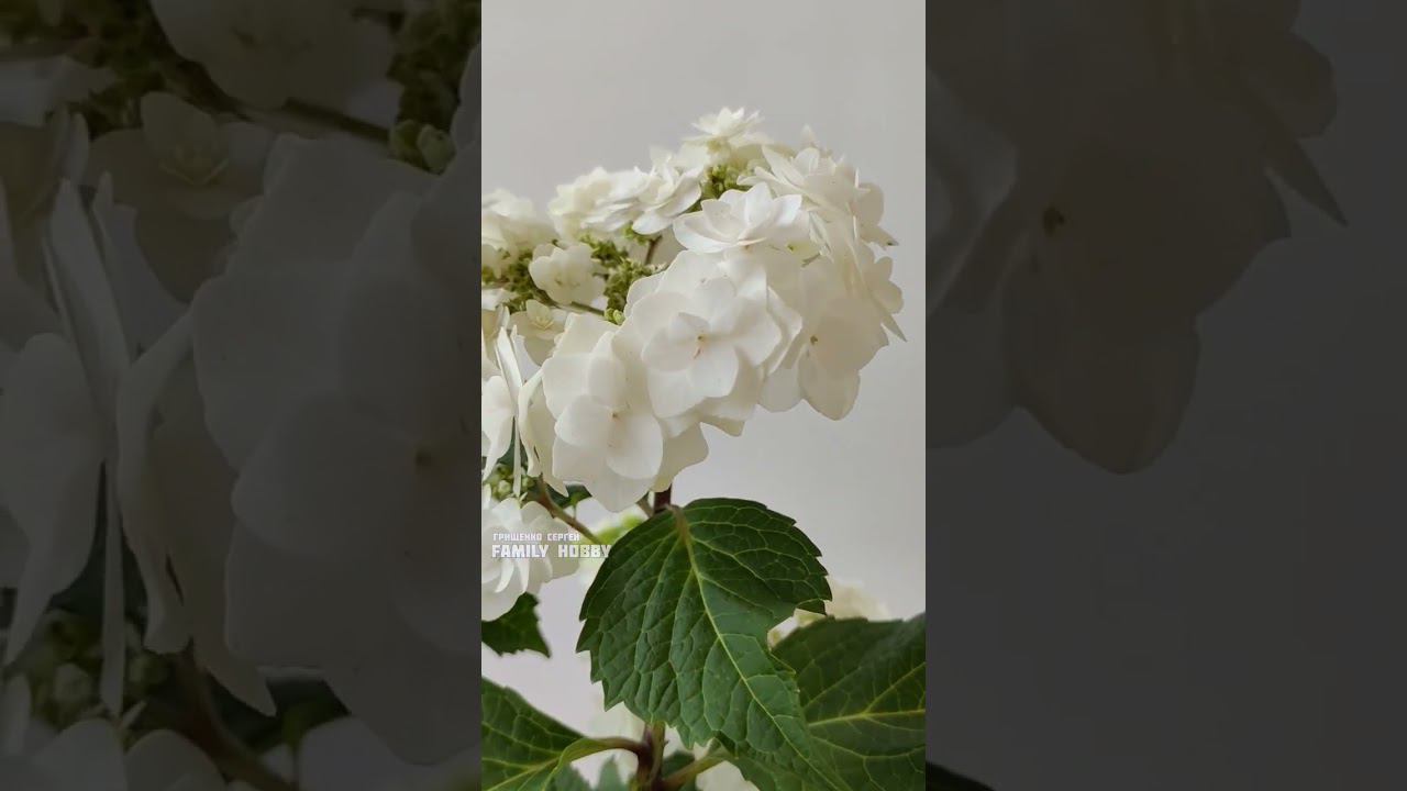 #гортензия # крупнолистная Доппио Бьянка 5 августа в нашем саду смотреть онлайн