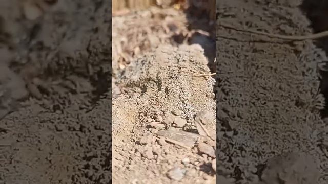 это кто???#насекомые#животные#пчеловодство смотреть онлайн