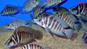 Цихлида Альтолампрологус Кальвус Содержание в аквариуме Разведение Совместимость Altolamprologus