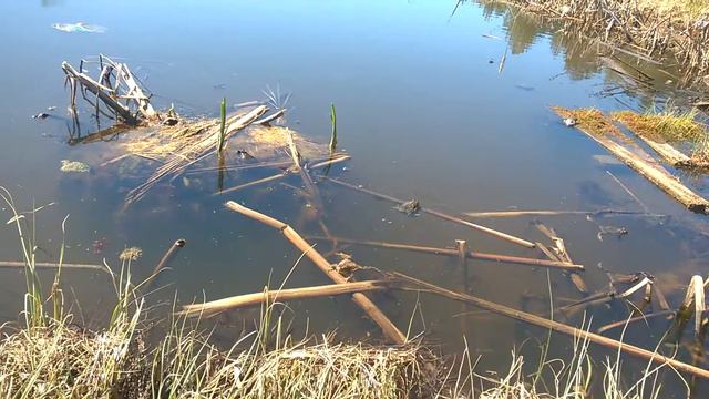 Жабы на пруду смотреть онлайн