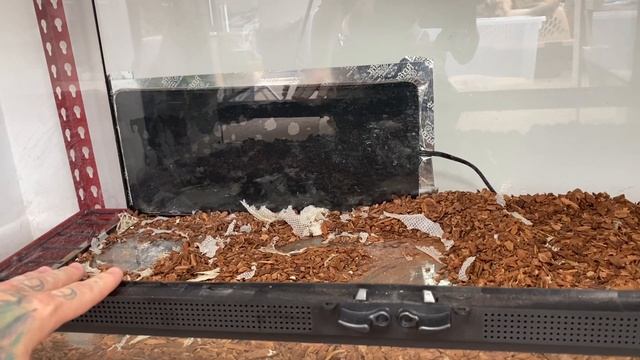CLEANING OUT MY SNAKE ENCLOSURE FOR MY BALL PYTHON | Jake Steele смотреть онлайн
