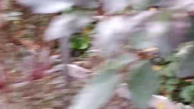 розы осенью смотреть онлайн