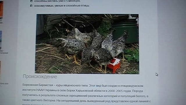 Борковская Барвиста .Яичная порода кур. смотреть онлайн