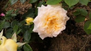 Роза Коко локо. Марк антуан шарпантье. Краун принцесс маргарет. rosesmol. питомник элит