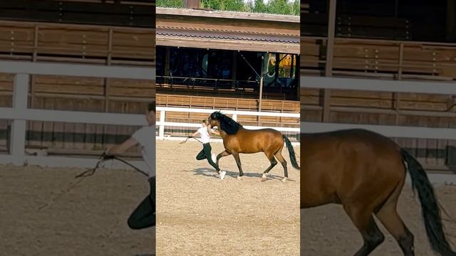 Расследую причину падения на выводке смотреть онлайн