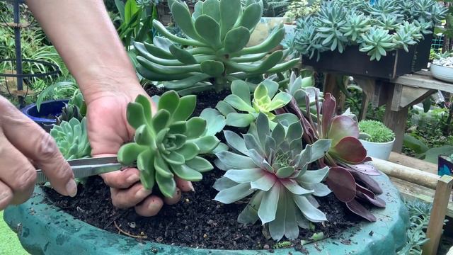 Bird Bath Update/Succulents Arrangement смотреть онлайн