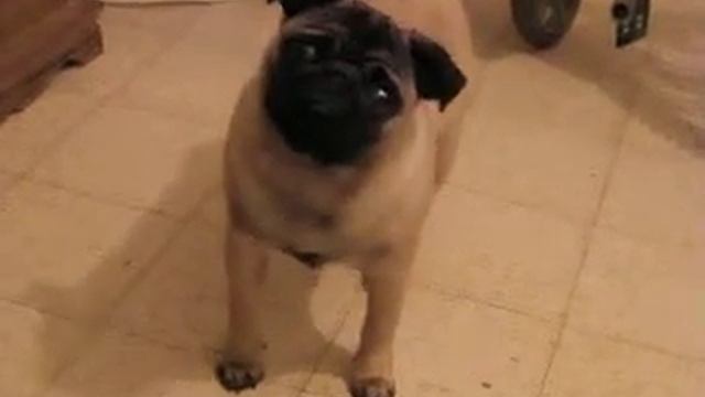 Смотрим КУЛ!! МОПС У А Со ЗВукам смотреть онлайн