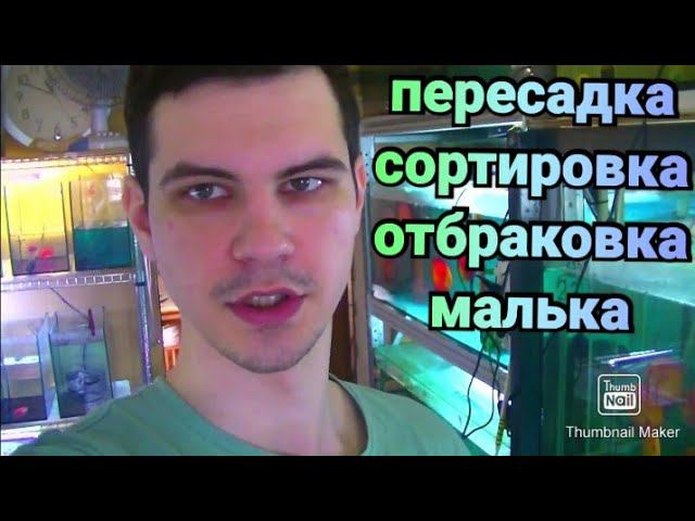 Пересадка, сортировка, и отбраковка мальков смотреть онлайн