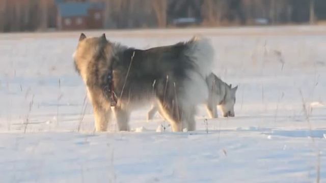 Husky and Malamut смотреть онлайн