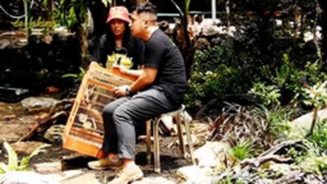 47th Eps - Meet The Javan Scimitar Babbler, The Birds That Is Friendly With The Laughingthrushs смотреть онлайн