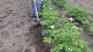 Ручная распашка (мотыга) своими руками