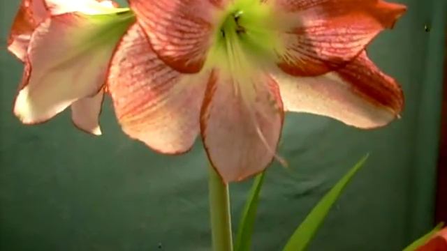 Flamenco Queen crossed with Bolero - two amaryllis Hippeastrum bulbs in bloom смотреть онлайн