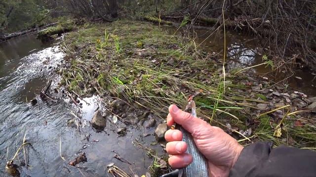 РЫБАЛКА НА ХАРИУСА. УРАЛЬСКИЙ ХАРИУС НА МАЛОЙ РЕКЕ. РЫБАЛКА НА СПИННИНГ И УДОЧКУ В УРАЛЬСКОЙ ГЛУШИ. смотреть онлайн
