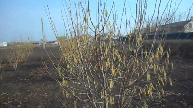 Цветение фундука, весна 2018 смотреть онлайн