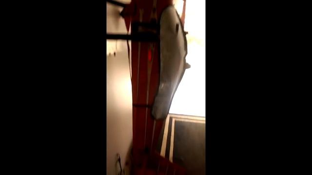 Taildragger RC Tour - FlyinGiants.com смотреть онлайн