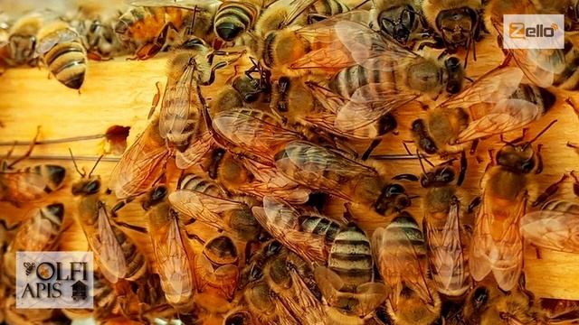 #Кашковский В. Г. Своя пчелиная матка или покупная??? смотреть онлайн