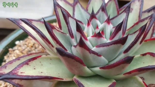 #다육이#다른 농장 놀러 다녀옴#허락받고 촬영 смотреть онлайн
