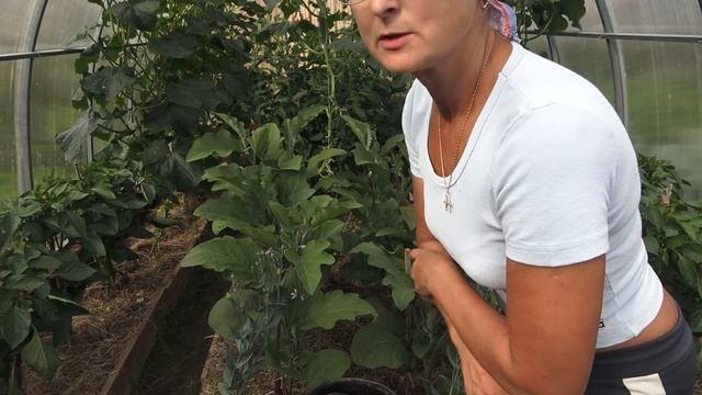 6 соток в начале июля. Огуречище. Что я сделала с огурцами в теплице перед отъездом. Мама в шоке : смотреть онлайн