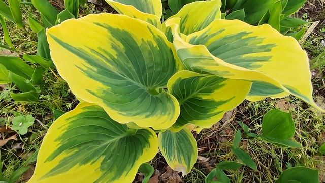 хоста "Liberty". смотреть онлайн